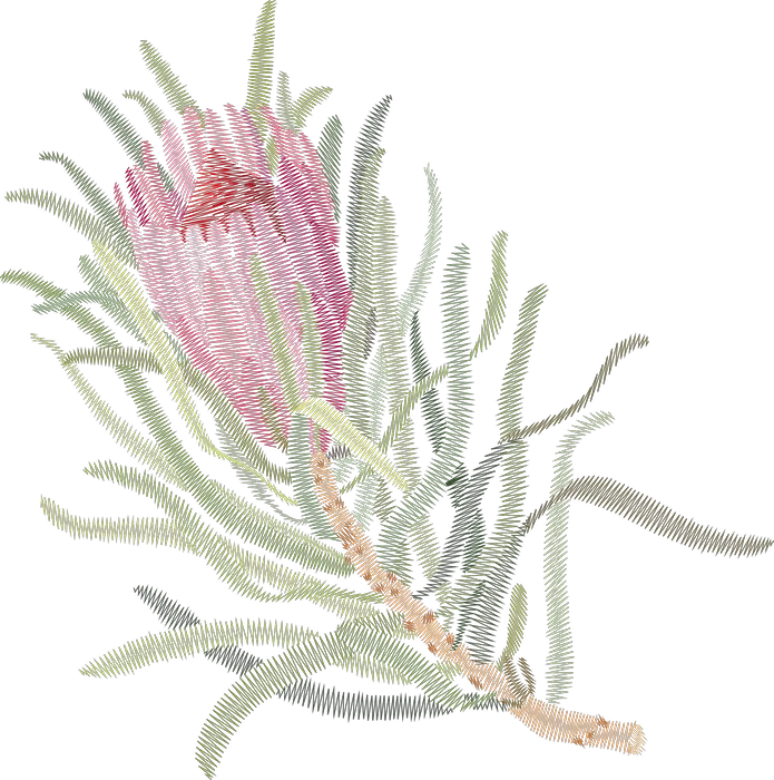 粉色帝王花枝