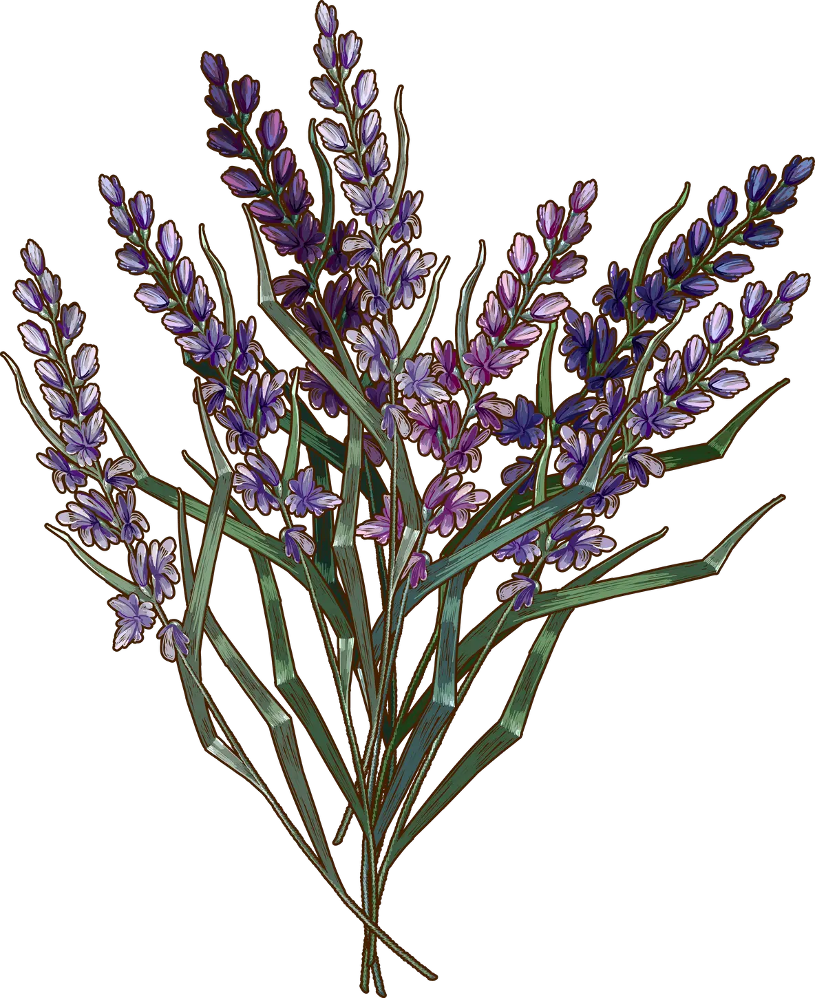 紫色薰衣草花束